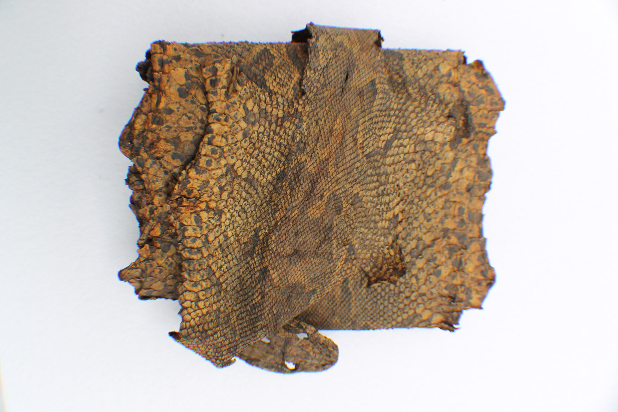 Rattle and Rattlesnake Skin - Eldon House