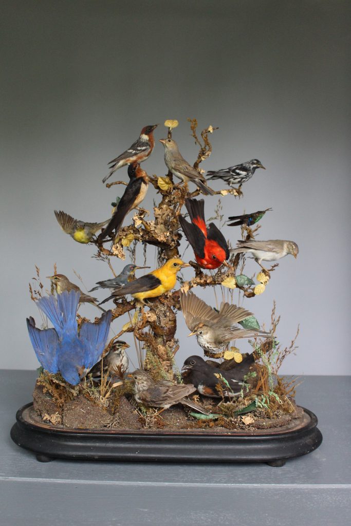 This is a bird dome with 15 different birds perching on little brown tree branches. The dome sits on a black tray which is situated on a grey counter.
