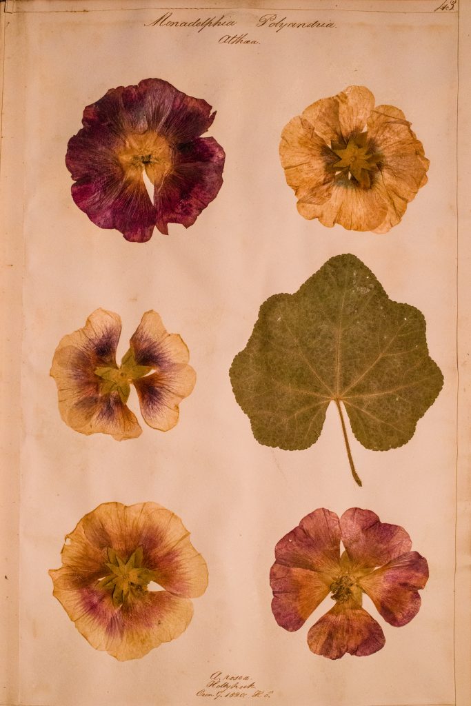 A page with pressed flowers and leaves. The flowers are purples and yellows.