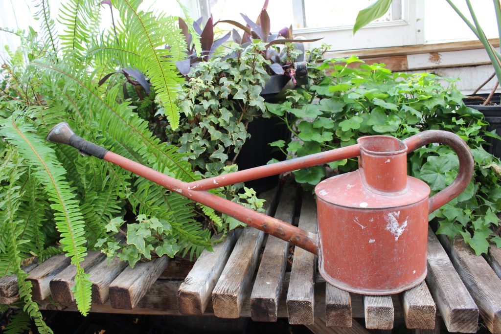 A red metal watering can with a large spout. It is sitting on a wooden slated bench. In the background there are ferns, geraniums, and ivy plants in pots.