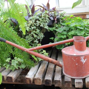 A red metal watering can with a large spout. It is sitting on a wooden slated bench. In the background there are ferns, geraniums, and ivy plants in pots.