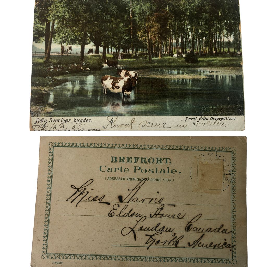 A front and backside of a postcard. On the front side there is a picture of cows and the bottom has a the address from Sweden. On the back it has a message from Milly Harris to Eldon House.