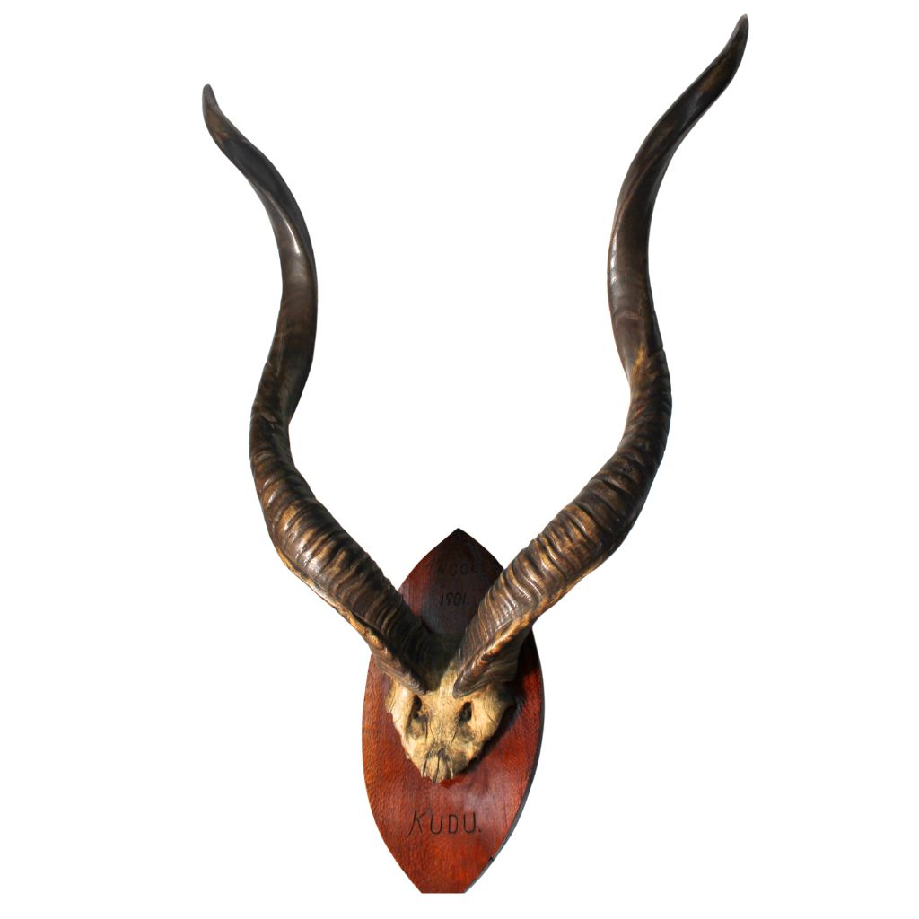 A pair of large spiral horns on a diamond wood plaque. In the plaque it says 1901 Kudu