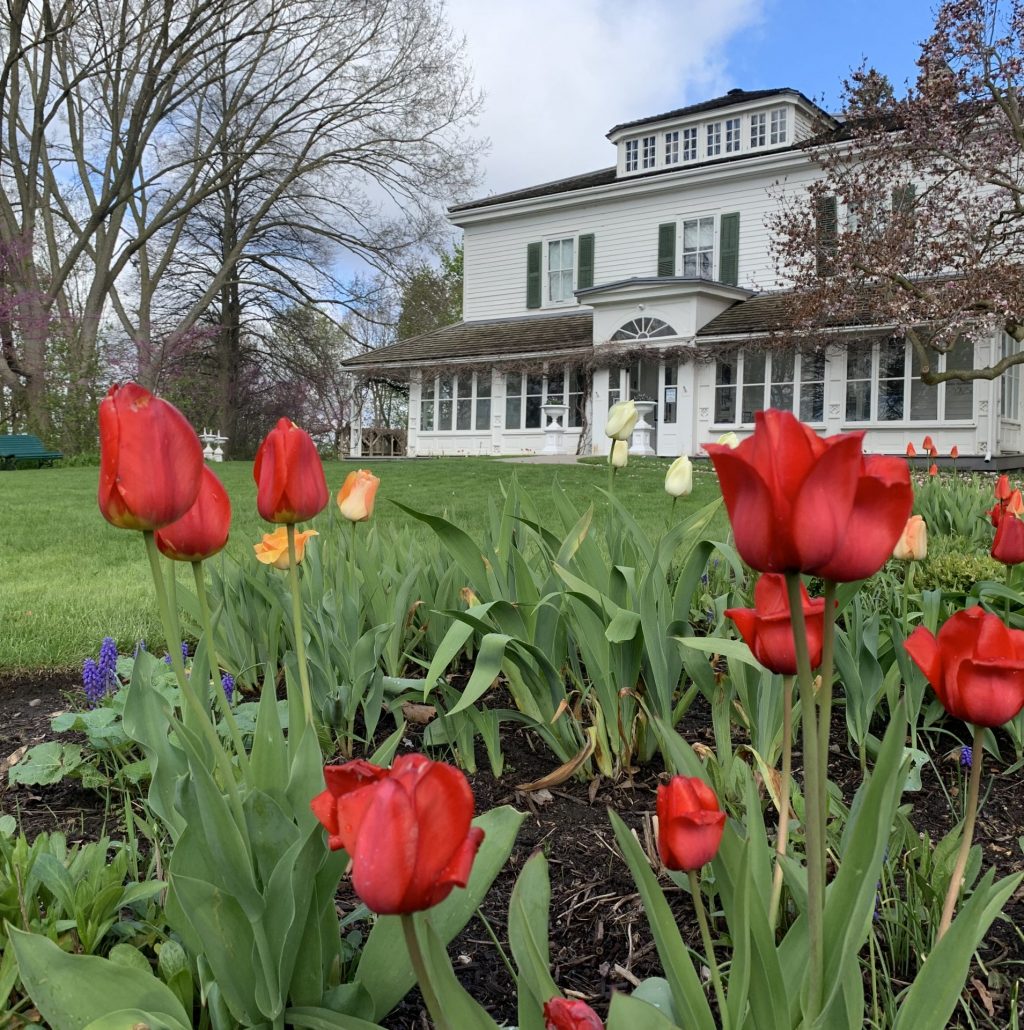 An image of Eldon House, a large white building with green shutters. In the foreground there are red and yellow tulips in full bloom.