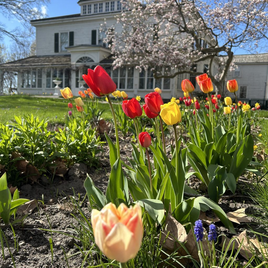 An image of a white house with green shutters. There are red, orange, and yellow tulips in the foreground.